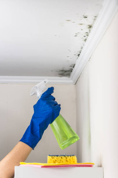 Why You Should Choose Our Mold Remediation Services in Hillsborough, NJ